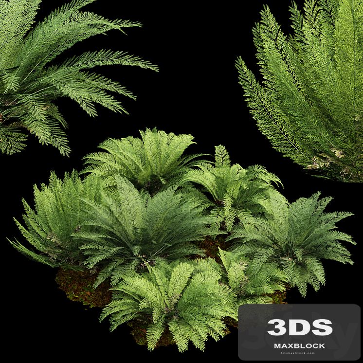Mother spleenwort Fern Asplenium bulbiferum 7Models