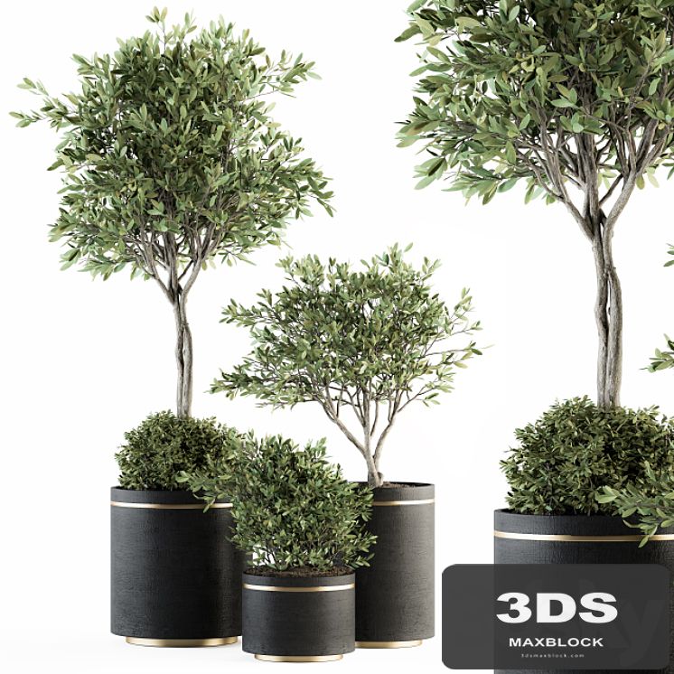 indoor Plant Set 239 - Olive in Pot