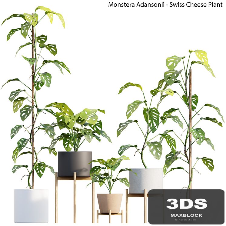 Monstera Adansonii - Swiss Cheese Plant