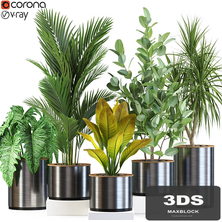 Plants collection 547