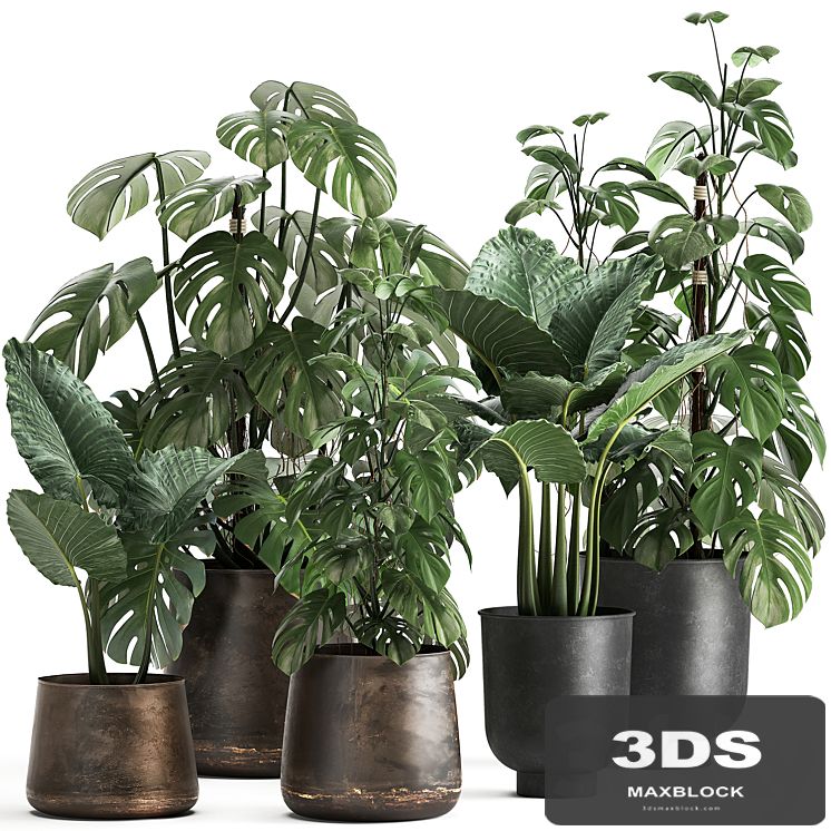 Collection of plants in rusty metal black pots with Monstera flower, loft, Alokasia. Dial 999.