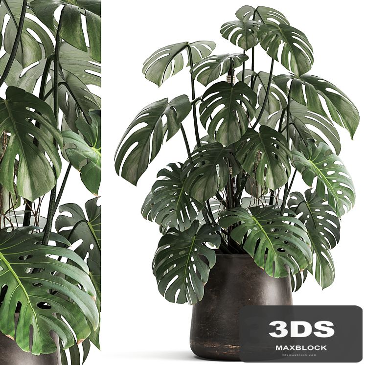 An exotic plant in a rusty metal pot with a Monstera bush. 1001.