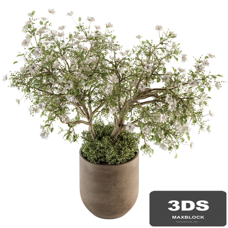 indoor Plant Set 241 - Bonsai Bush with Flowers