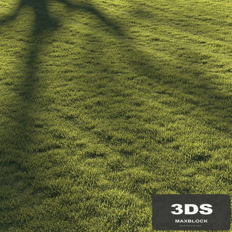 Lawn grass №2