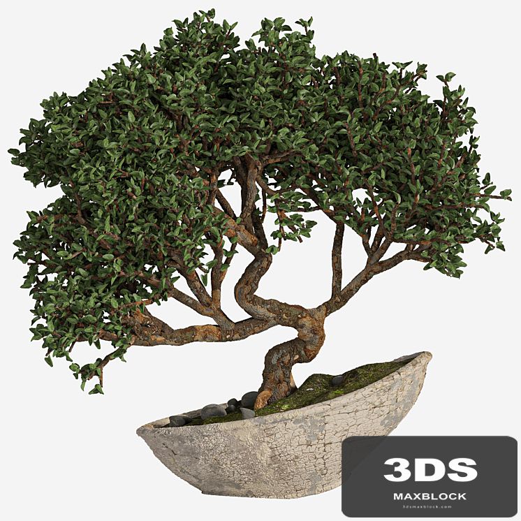 bonsai 04 indoor