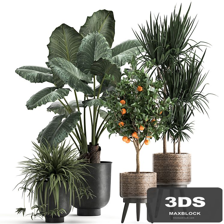 Collection of plants in black pots and baskets with Alocasia, dracaena, orange tree, loft. Set 1002.