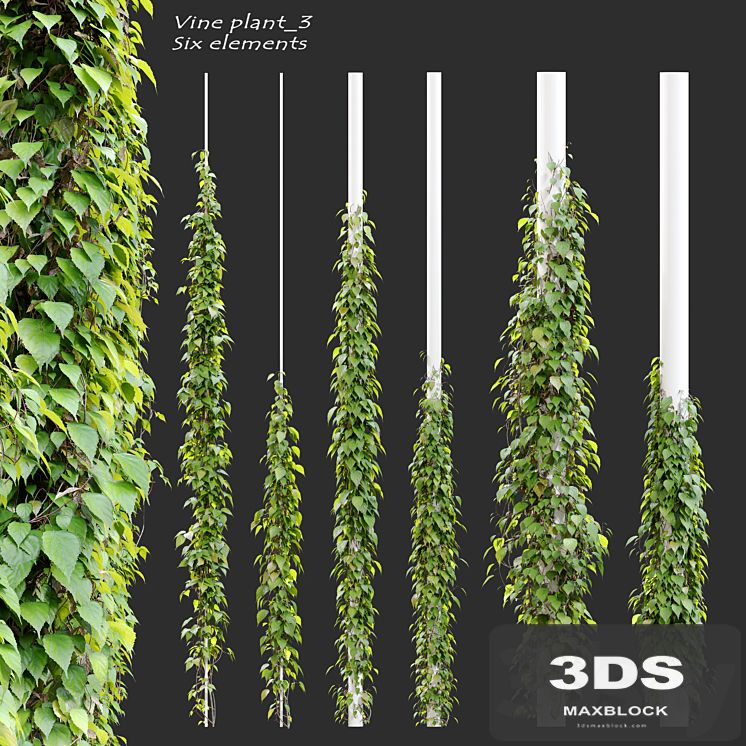 Vine plant_3