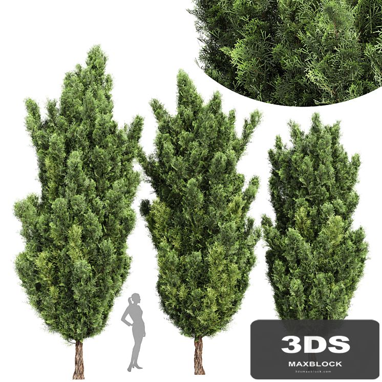 Italian Cypress High details 3Trees