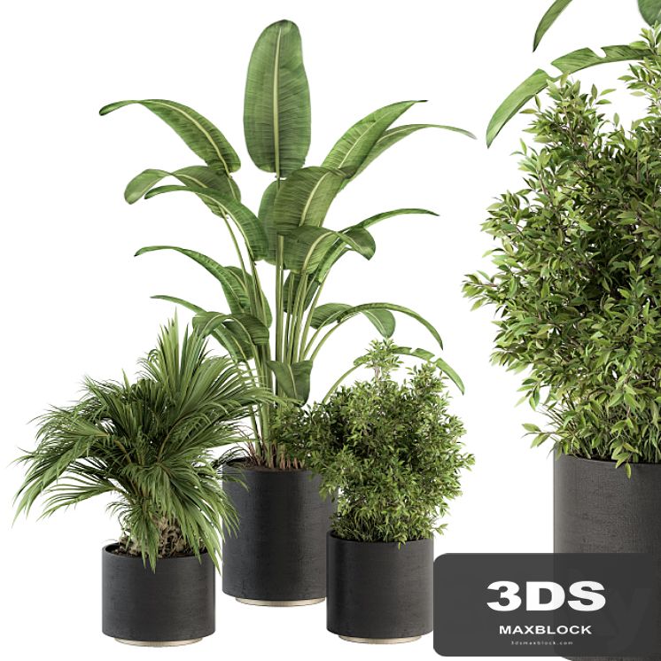 indoor Plant Set 243 - Plant Set in Pot