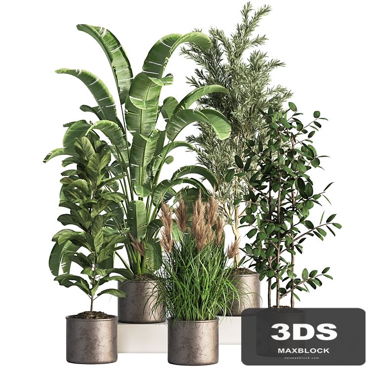 Indoor_Plant_Set_43