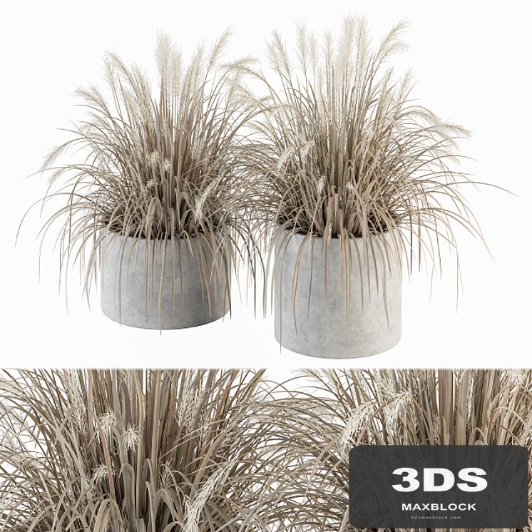 indoor Plant Set 251 - Dried Plants in pot