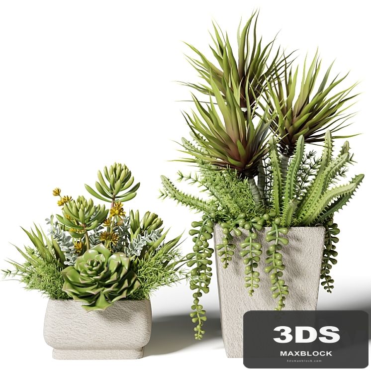 Bouquets of succulents in square pots
