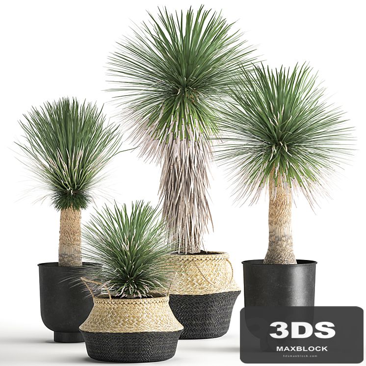 A collection of plants in black pots and baskets of Yucca, desert plants. Set 1015.