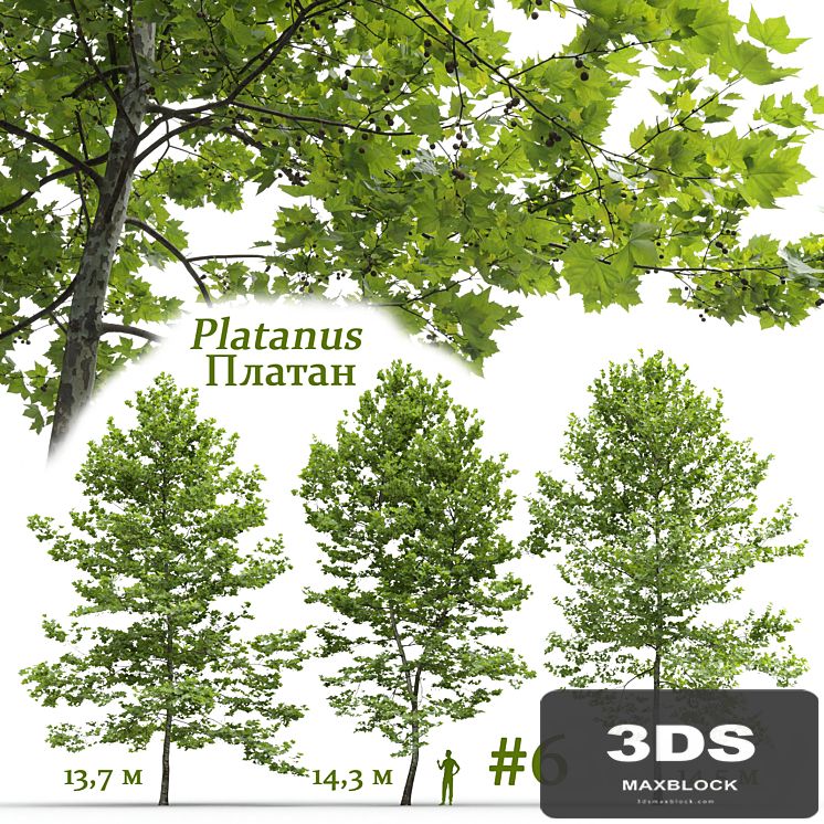 Plane-tree / Sycamore / Platanus #6