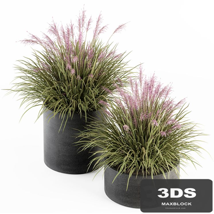 Outdoor Plant Set 246 - Grass in Pot