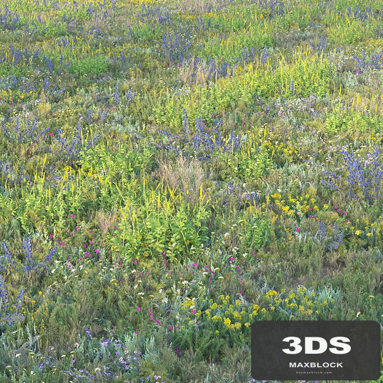 Blooming meadow grass 2