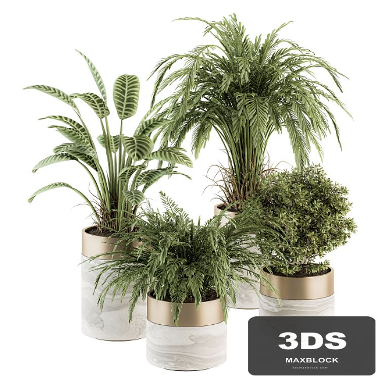 indoor Plant Set 245 - Plant Set in pot