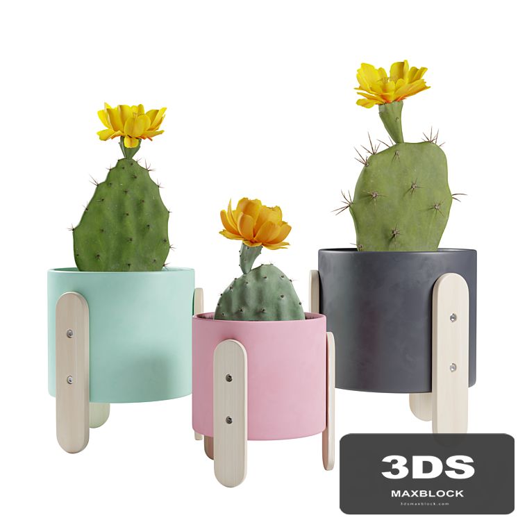 Opuntia Cactus Pack