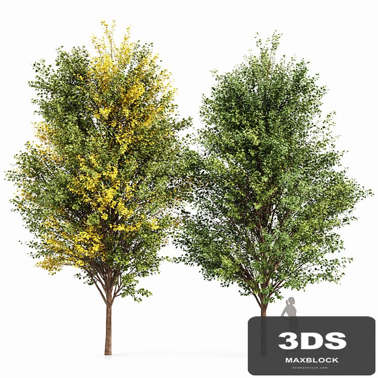 Canadian Poplar 2 Trees