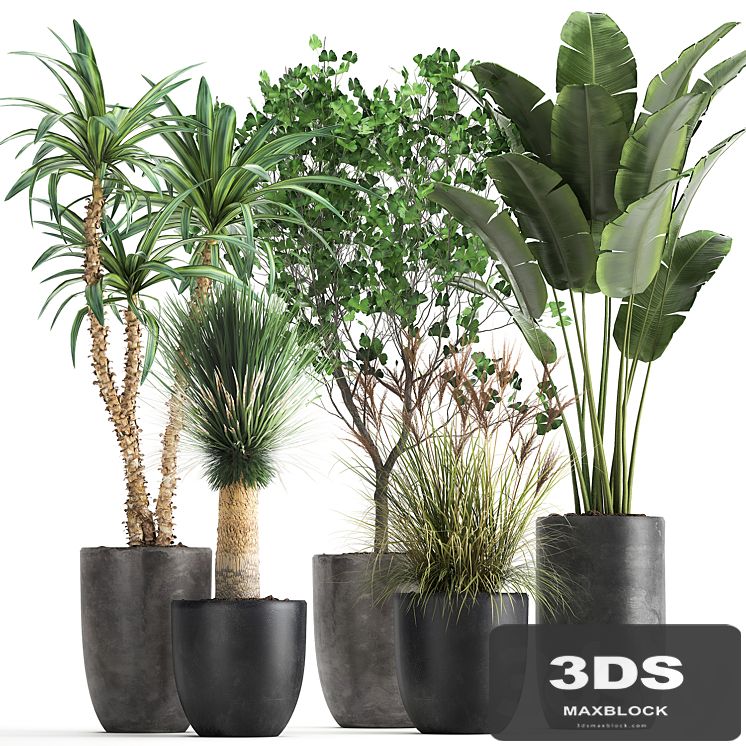 Collection of plants in black pots with Strelitzia, banana Ginkgo, Dracaena, Yucca. Set 1016.