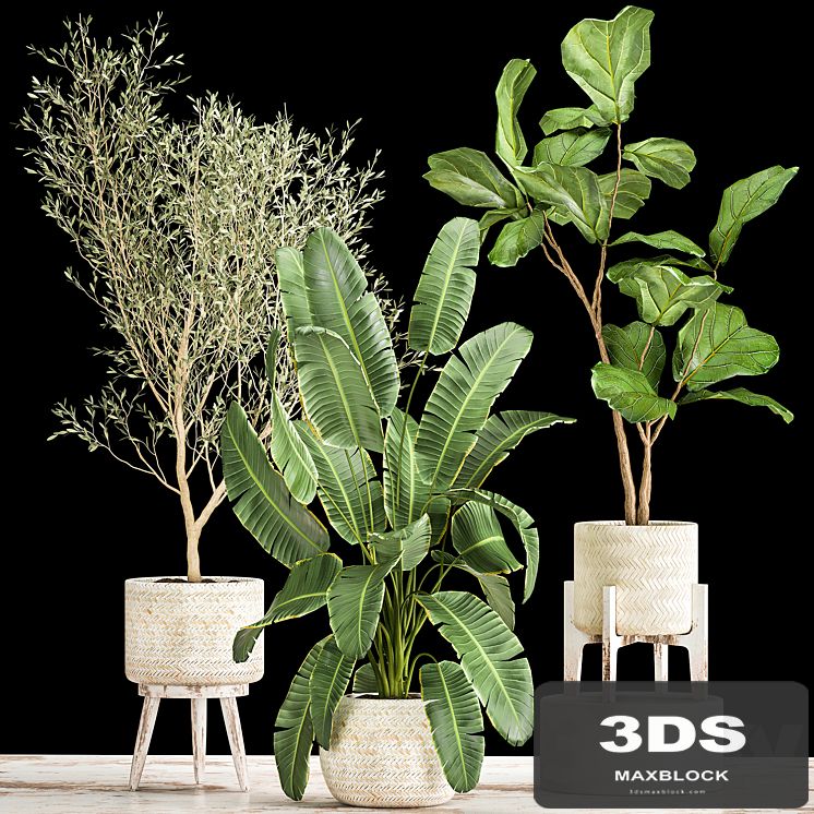 Collection of plants in white baskets with Ficus Lirata and Olive trees, Strelitzia, banana. Set 1017.