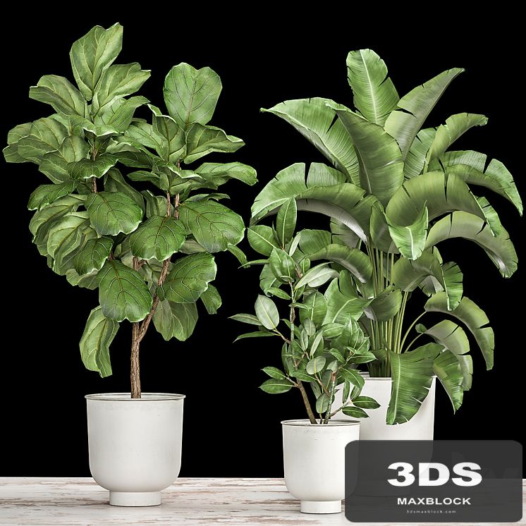 Collection of plants in white pots with Ficus lyrata and Strelitzia trees, banana. Set 1018.
