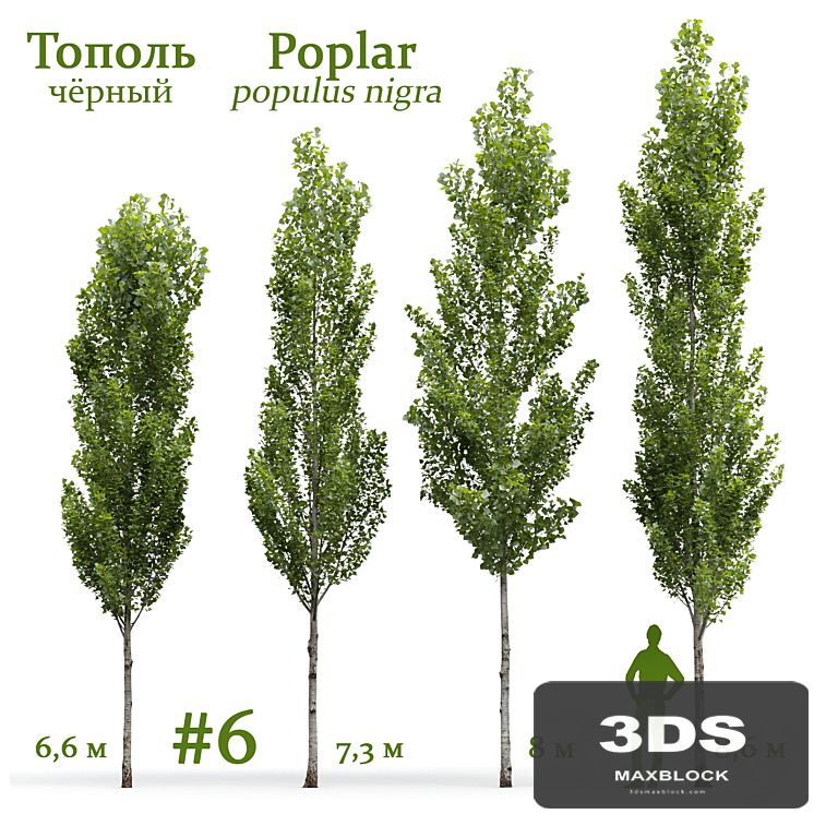 Poplar / Populus nigra #6
