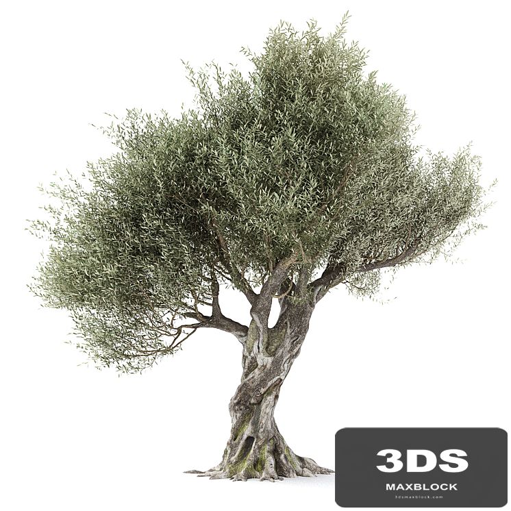 Olive tree 1