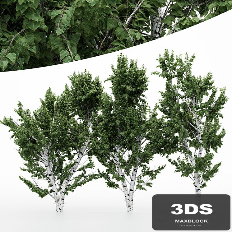5diffrent tree White Birch