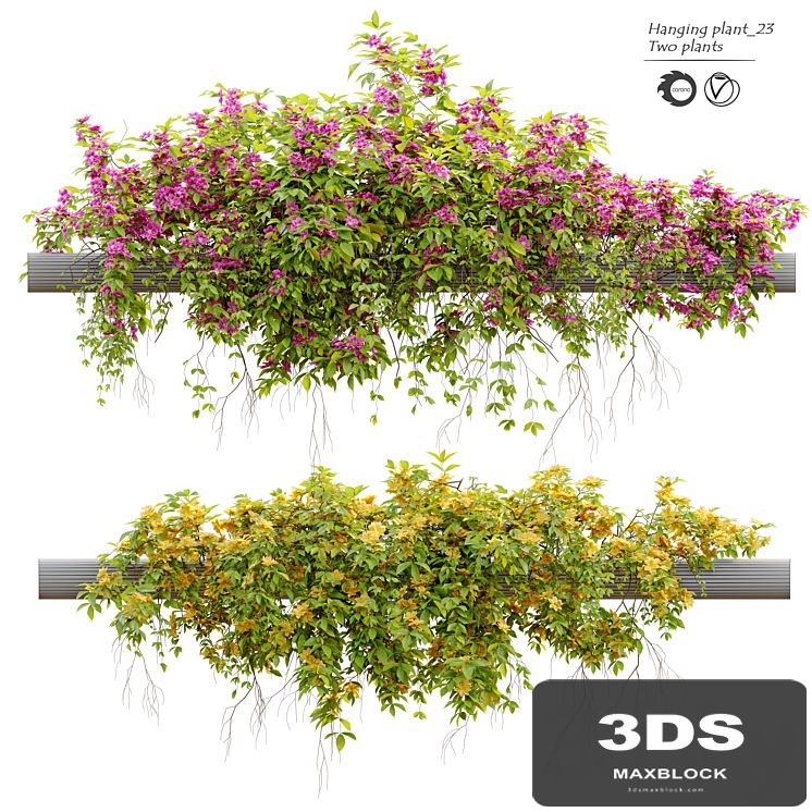 Hanging Plant 23