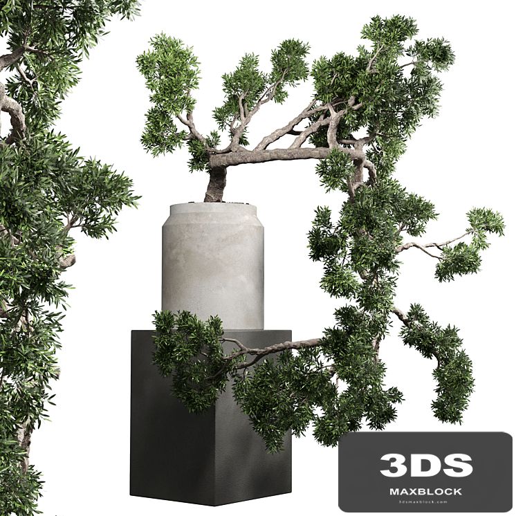 bonsai tree vase old concrete dirt pot