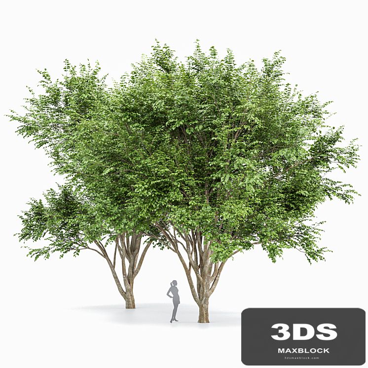 European Beech 2 Trees