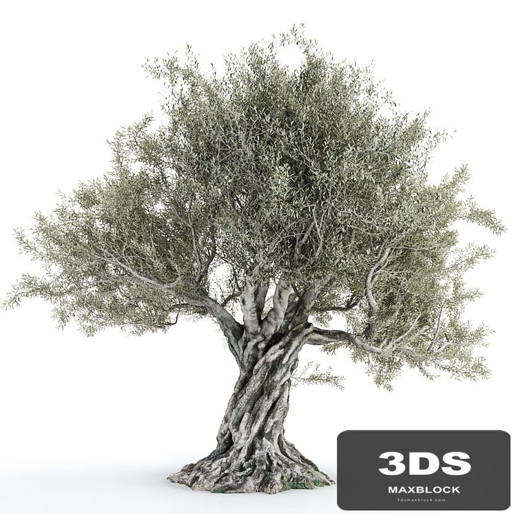 Olive tree 2