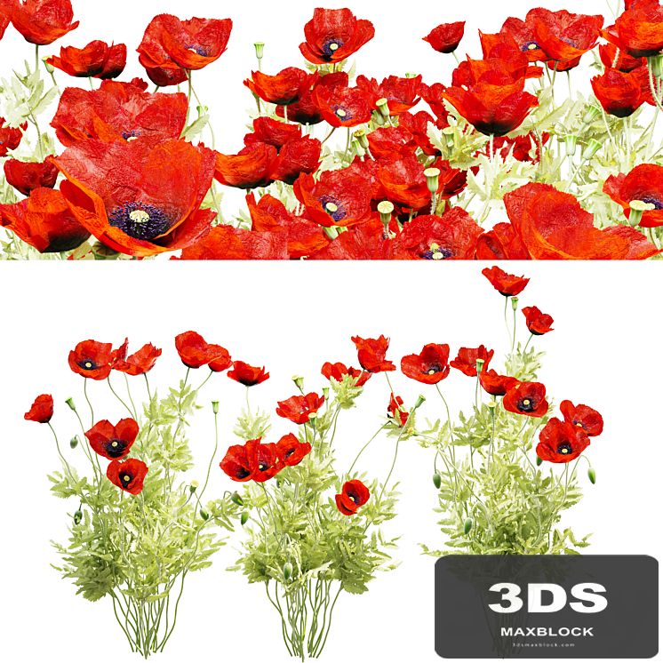 Poppy field