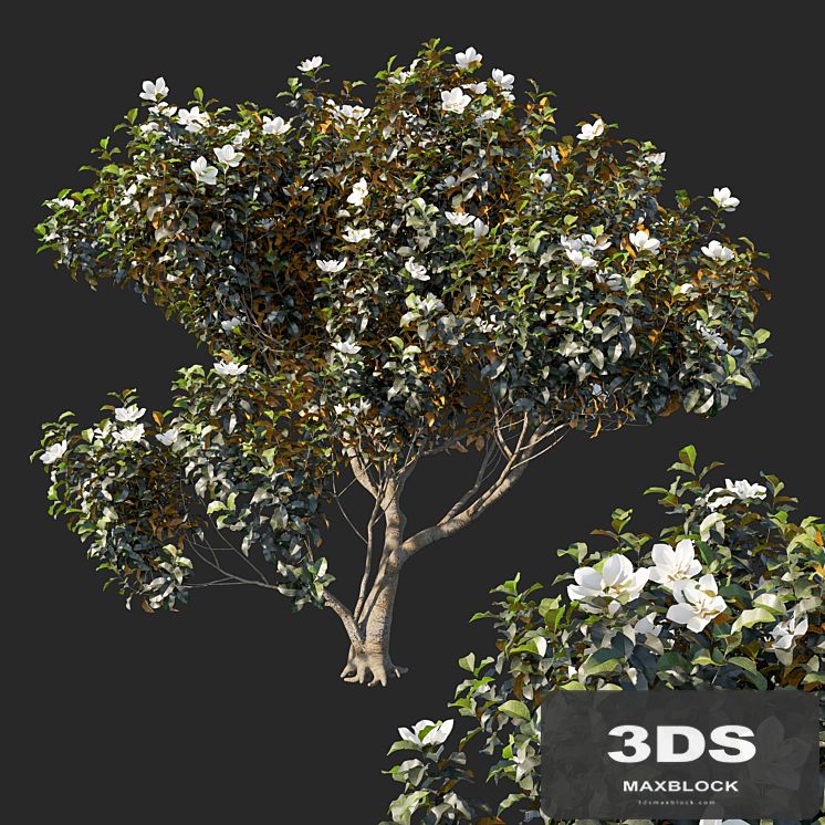 Magnolia grandiflora 04