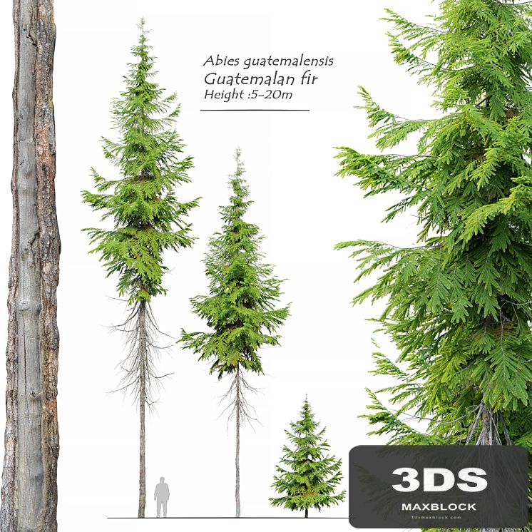 Abies guatemalensis