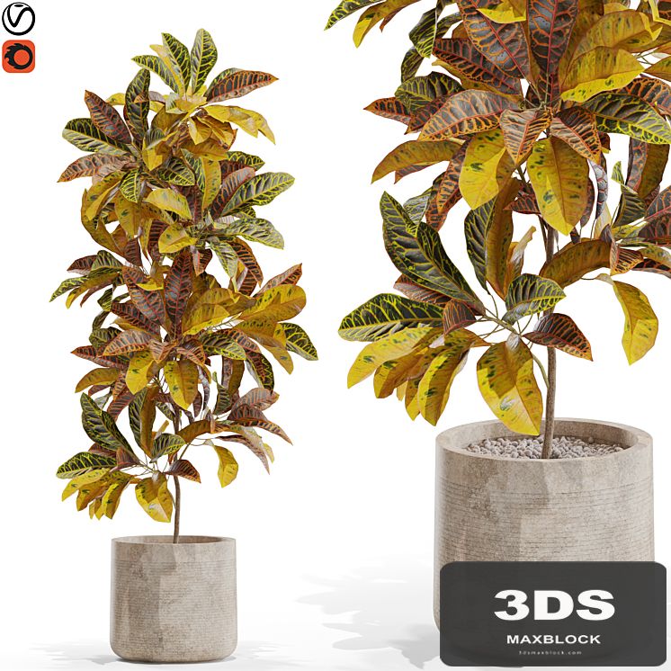 Plants collection 557