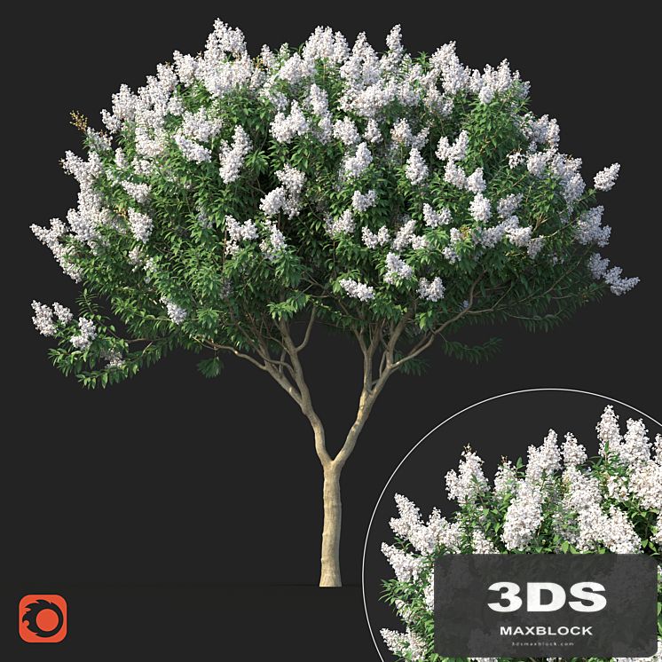 Lagerstromia tree with white flowers No 1 Corona