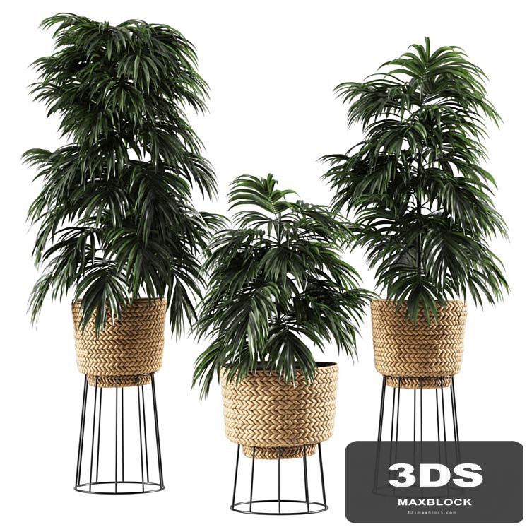 Bamboo vase plant