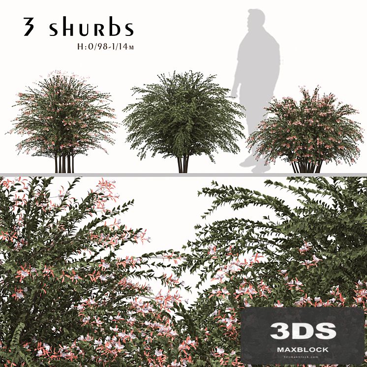 Set of Abelia grandiflora Plants (Pearl Acacia) (3 Shrubs)