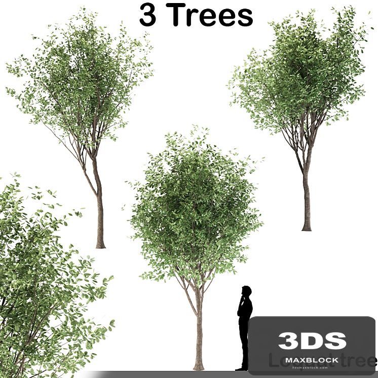 Loquat tree (3 Trees)