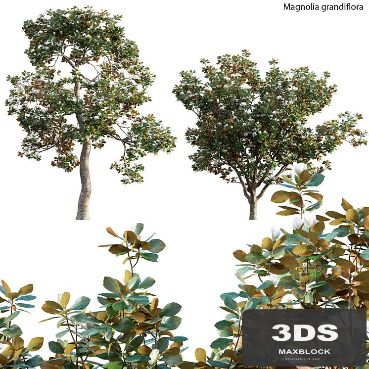 Magnolia grandiflora 02