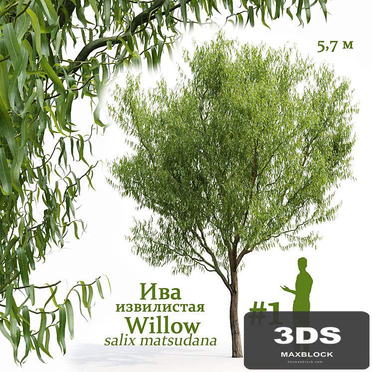 Willow / Salix matsudana # 1