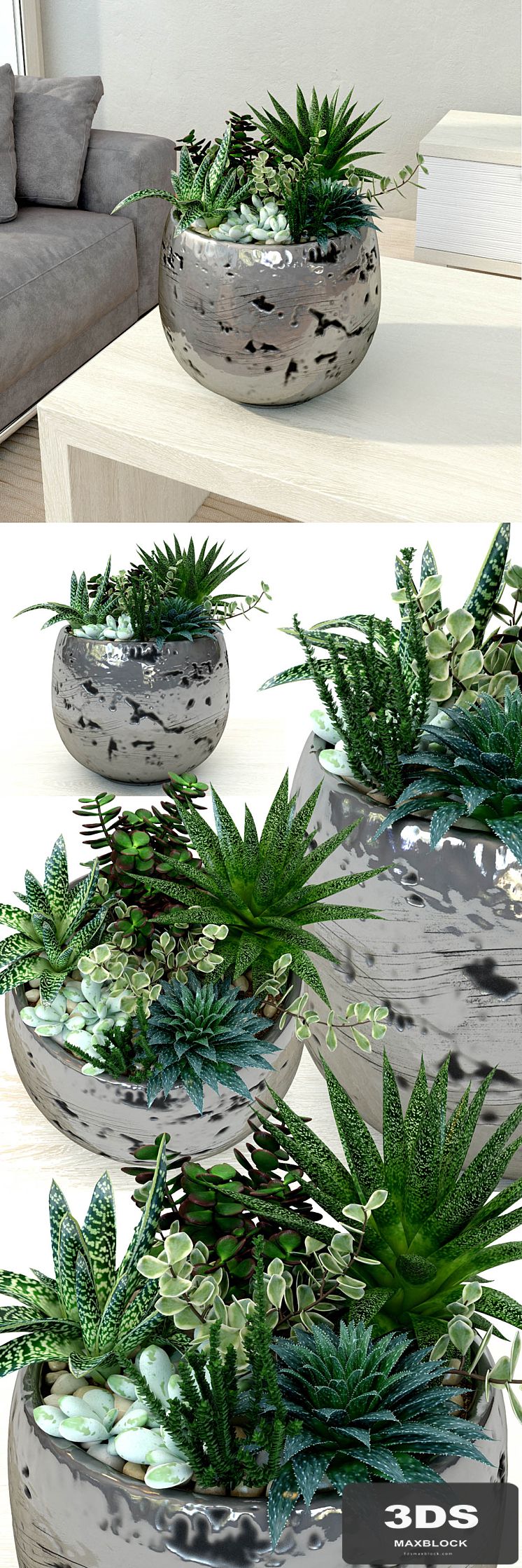 Pots with plants succulents