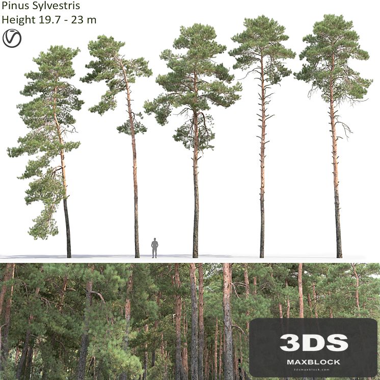 Pine