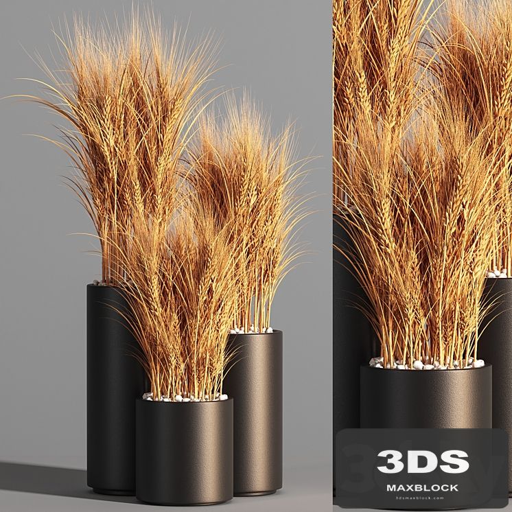 Indoor Plant Set 47 Wheat