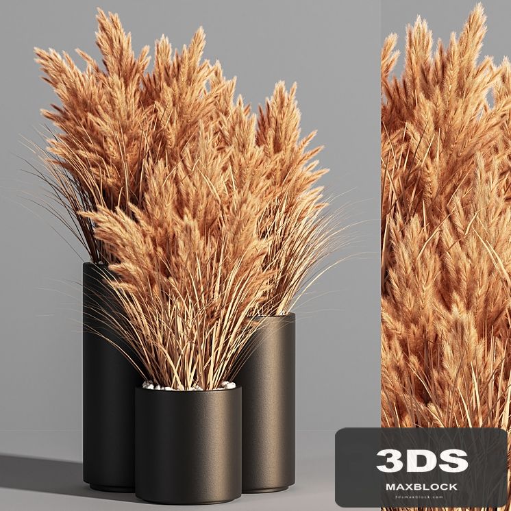 Indoor_Plant_Set_48 (pampas)