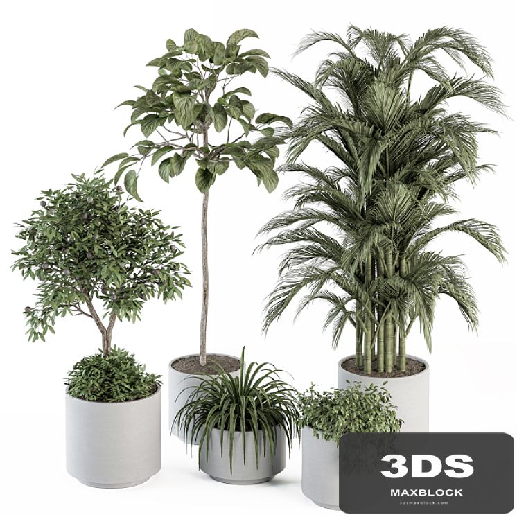 indoor Plant Set 257 - Plant Set in pot