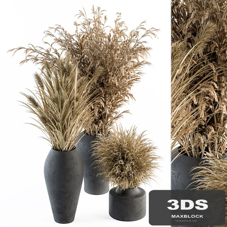 Dry plants 81 - Dried Plants Set