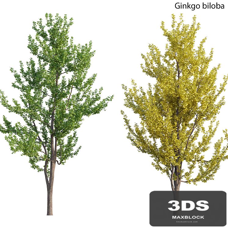 Ginkgo biloba